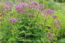 Eupatorium maculatum 'Phantom'