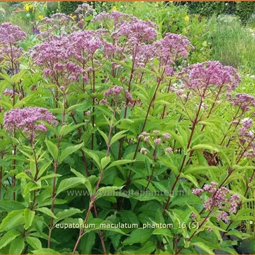 Eupatorium maculatum 'Phantom'