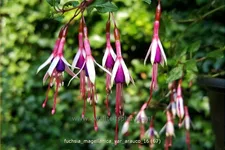 Fuchsia magellanica var. arauco
