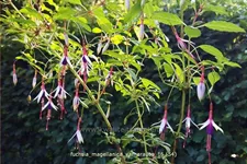Fuchsia magellanica var. arauco