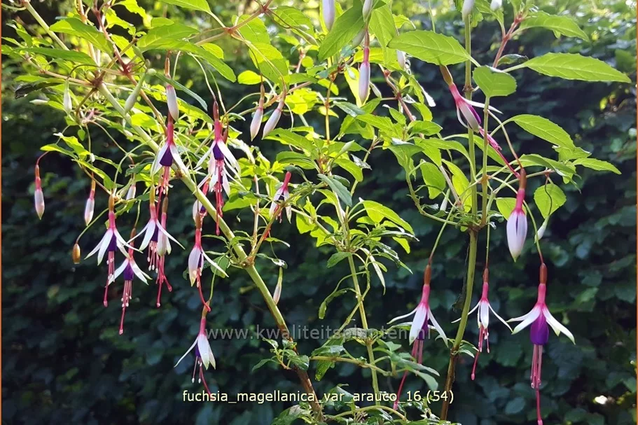Fuchsia magellanica var. arauco