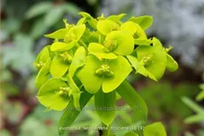 Euphorbia seguieriana ssp. niciciana