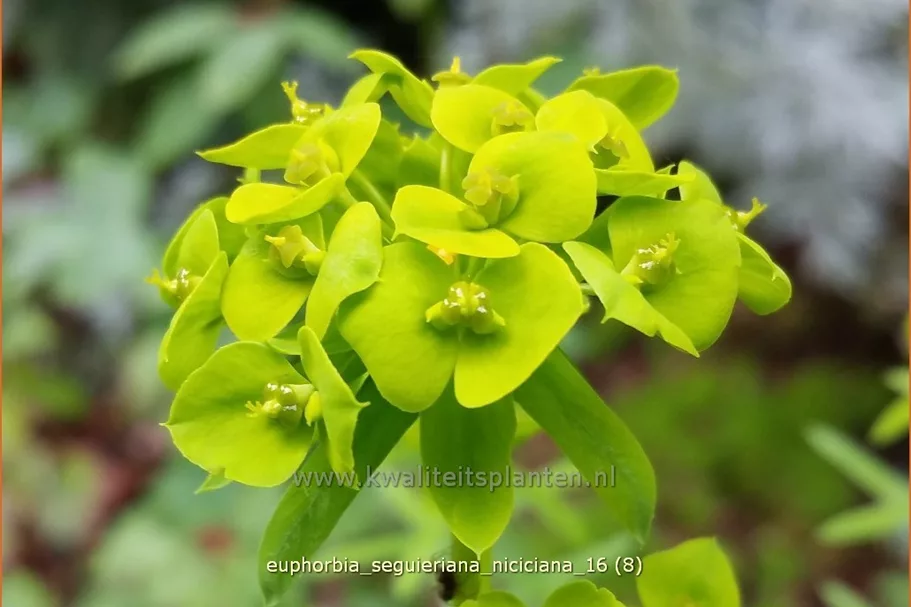 Euphorbia seguieriana ssp. niciciana