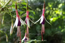 Fuchsia magellanica var. arauco