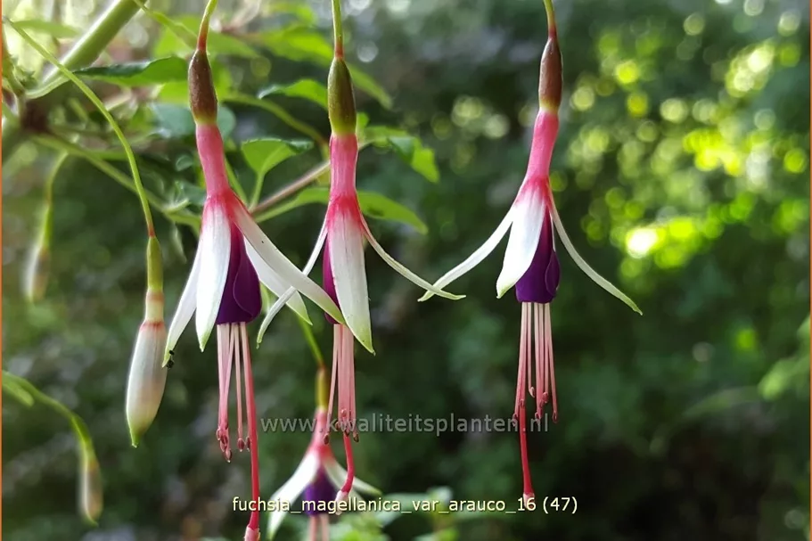Fuchsia magellanica var. arauco