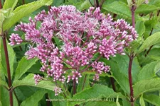 Eupatorium maculatum 'Phantom'