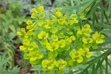 Euphorbia seguieriana ssp. niciciana