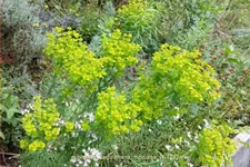 Euphorbia seguieriana ssp. niciciana