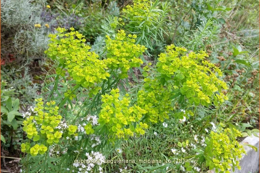 Euphorbia seguieriana ssp. niciciana