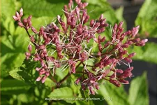 Eupatorium maculatum 'Phantom'