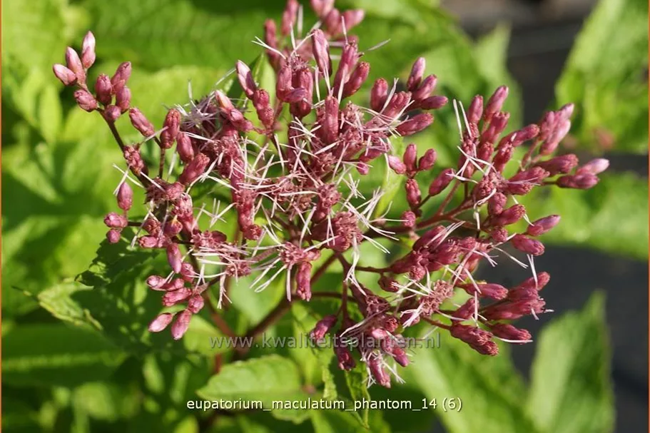 Eupatorium maculatum 'Phantom'