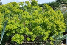 Euphorbia seguieriana ssp. niciciana