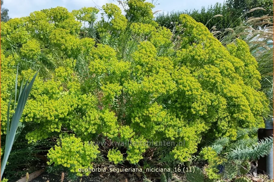 Euphorbia seguieriana ssp. niciciana