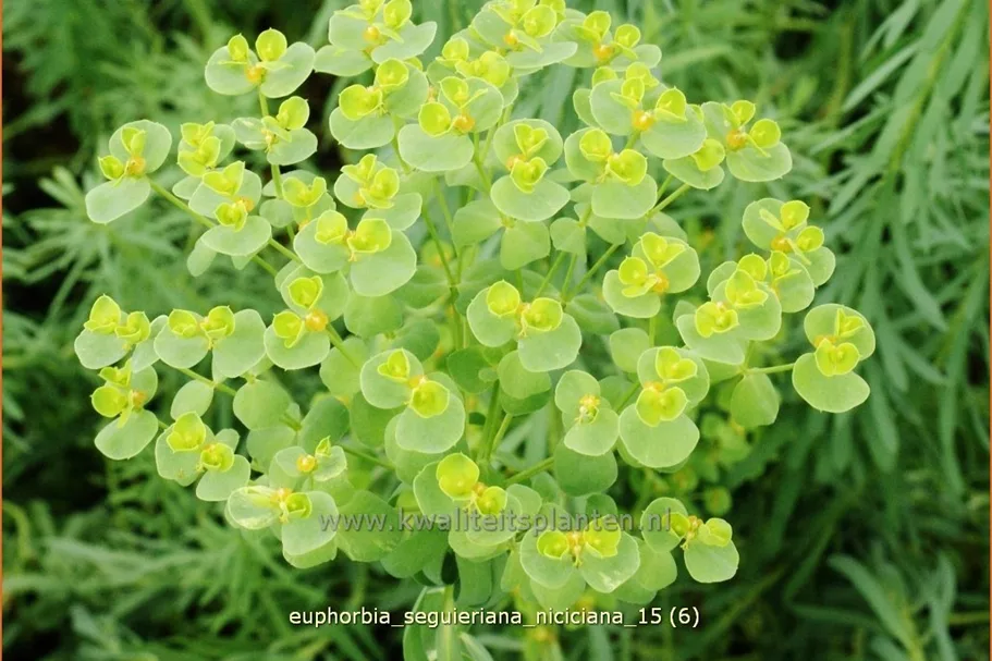 Euphorbia seguieriana ssp. niciciana