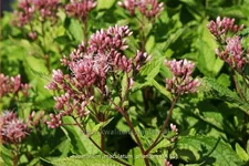 Eupatorium maculatum 'Phantom'