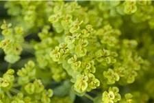 Euphorbia seguieriana ssp. niciciana