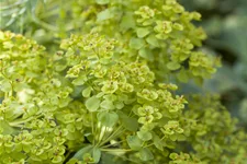 Euphorbia seguieriana ssp. niciciana