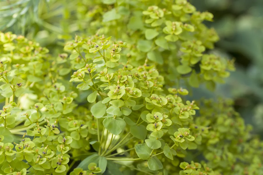 Euphorbia seguieriana ssp. niciciana