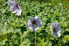 Geranium 'Coombland White'