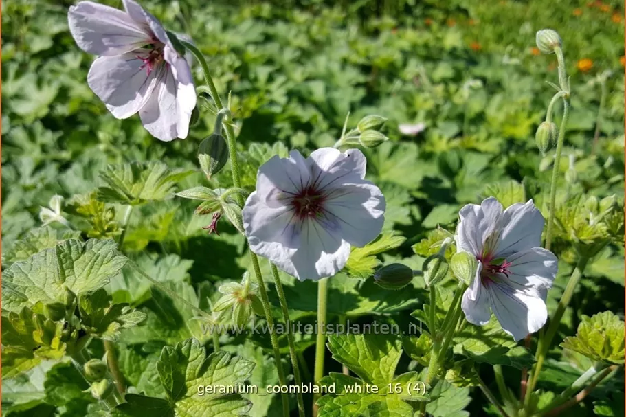Geranium 'Coombland White'