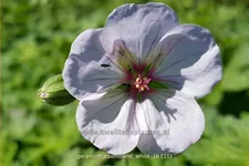 Geranium 'Coombland White'