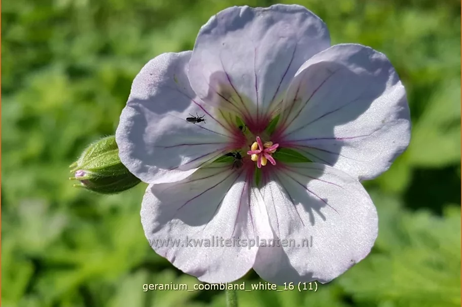Geranium 'Coombland White'