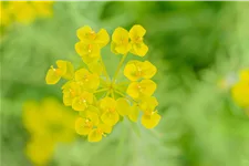 Euphorbia seguieriana ssp. niciciana