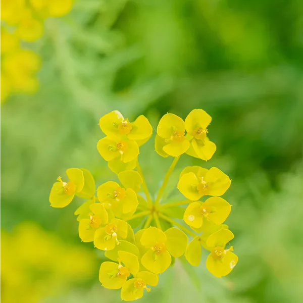 Euphorbia seguieriana ssp. niciciana