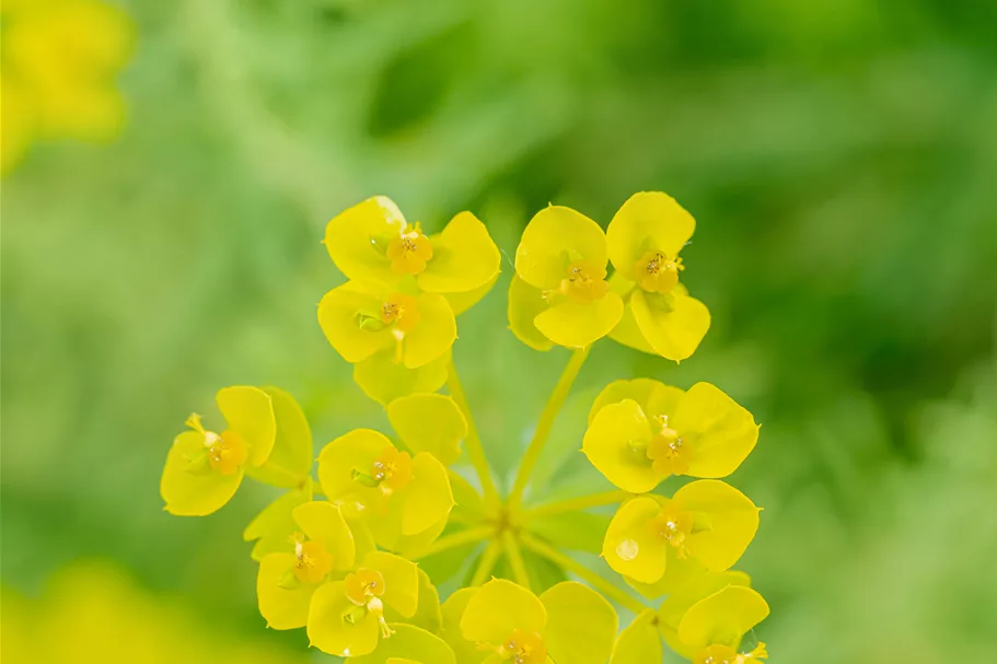 Euphorbia seguieriana ssp. niciciana