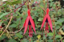 Fuchsia magellanica 'Riccartonii'