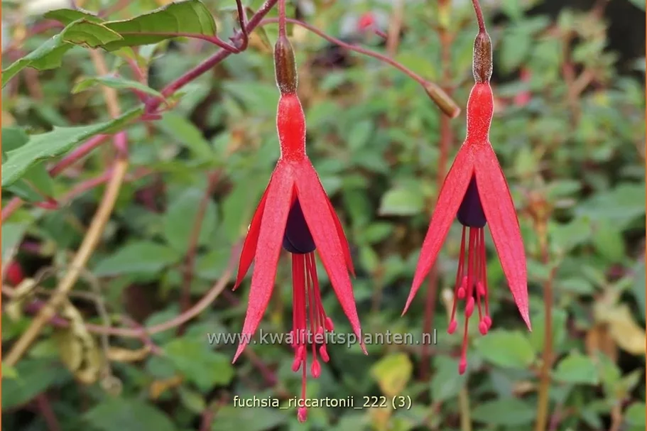 Fuchsia magellanica 'Riccartonii'