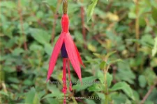 Fuchsia magellanica 'Riccartonii'