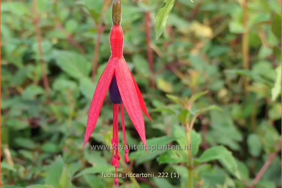 Fuchsia magellanica 'Riccartonii'