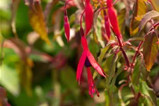 Fuchsia magellanica 'Riccartonii'