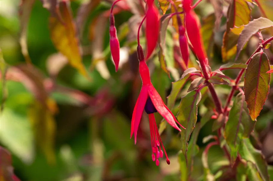 Fuchsia magellanica 'Riccartonii'