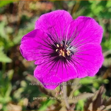 Geranium 'Dark Eyes'