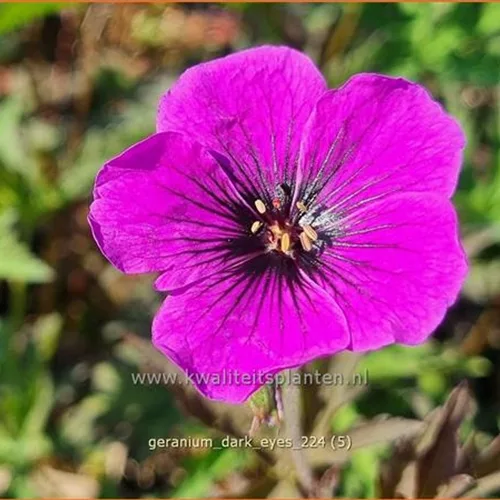 Geranium 'Dark Eyes'