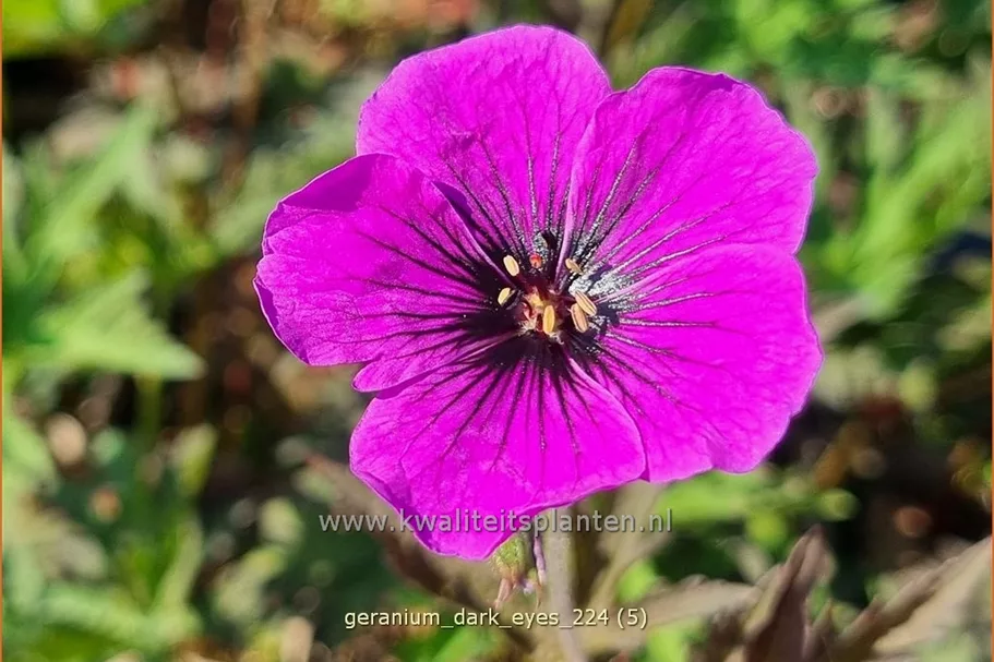 Geranium 'Dark Eyes'