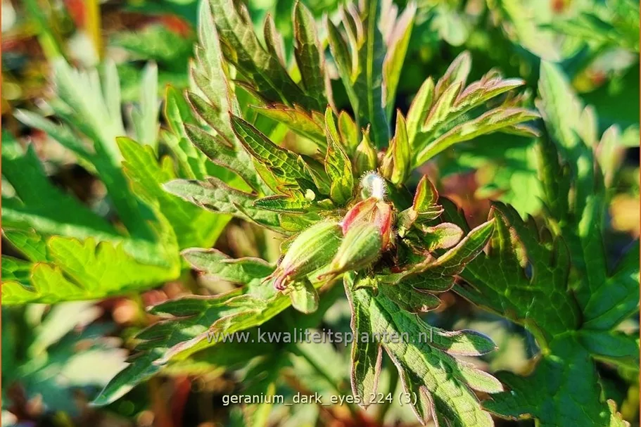 Geranium 'Dark Eyes'
