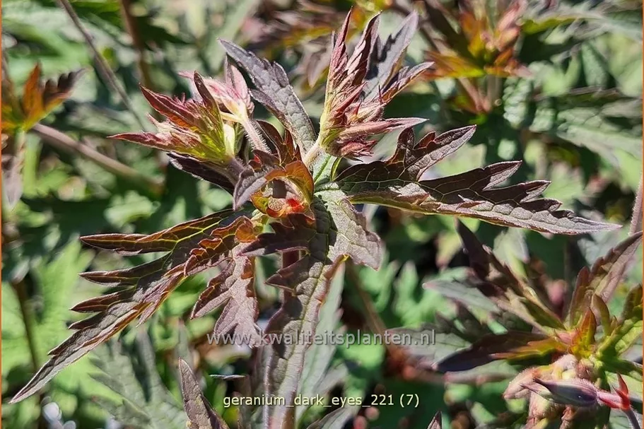 Geranium 'Dark Eyes'