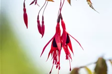 Fuchsia magellanica 'Riccartonii'