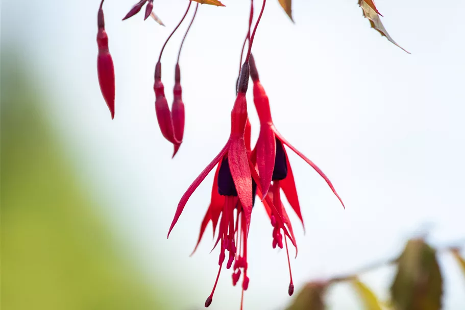 Fuchsia magellanica 'Riccartonii'