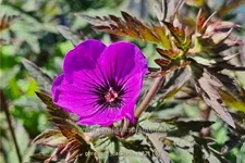 Geranium 'Dark Eyes'