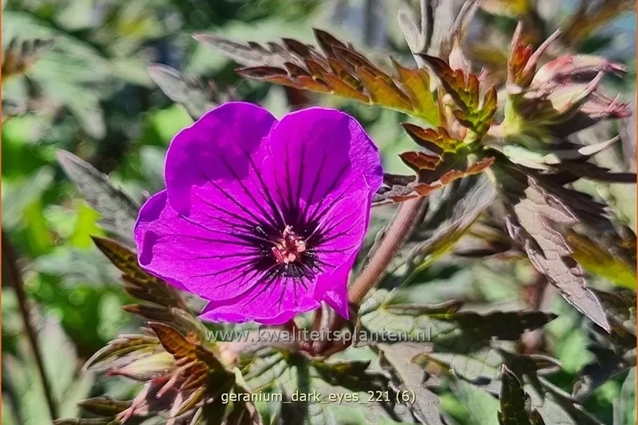 Geranium 'Dark Eyes'