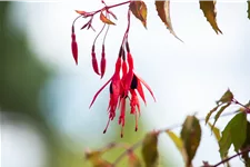 Fuchsia magellanica 'Riccartonii'