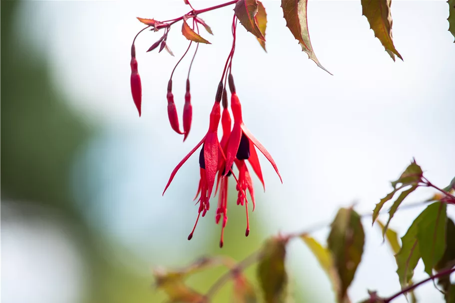 Fuchsia magellanica 'Riccartonii'