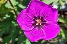 Geranium 'Dark Eyes'