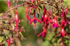 Fuchsia magellanica 'Riccartonii'