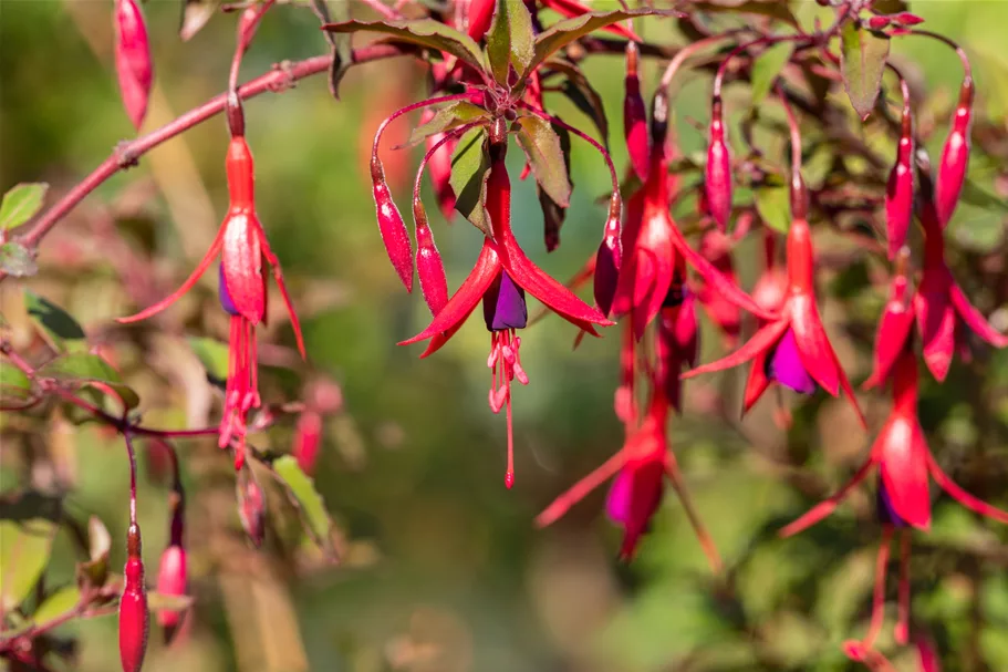 Fuchsia magellanica 'Riccartonii'