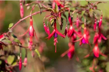 Fuchsia magellanica 'Riccartonii'
